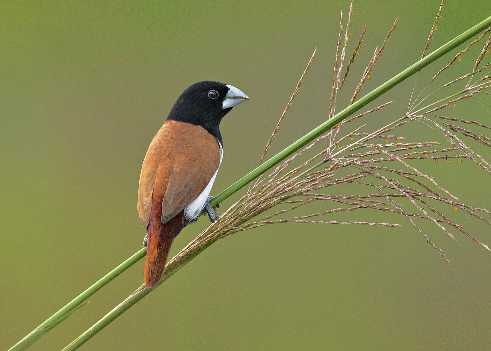 image Tricolored Munia